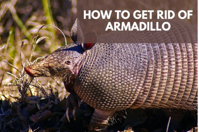 prevent armadillos from being attracted to your lawn