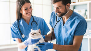 veterinary pcd pharma franchise