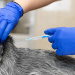 Veterinary Injection
