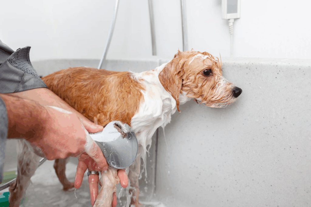 pet care products online India