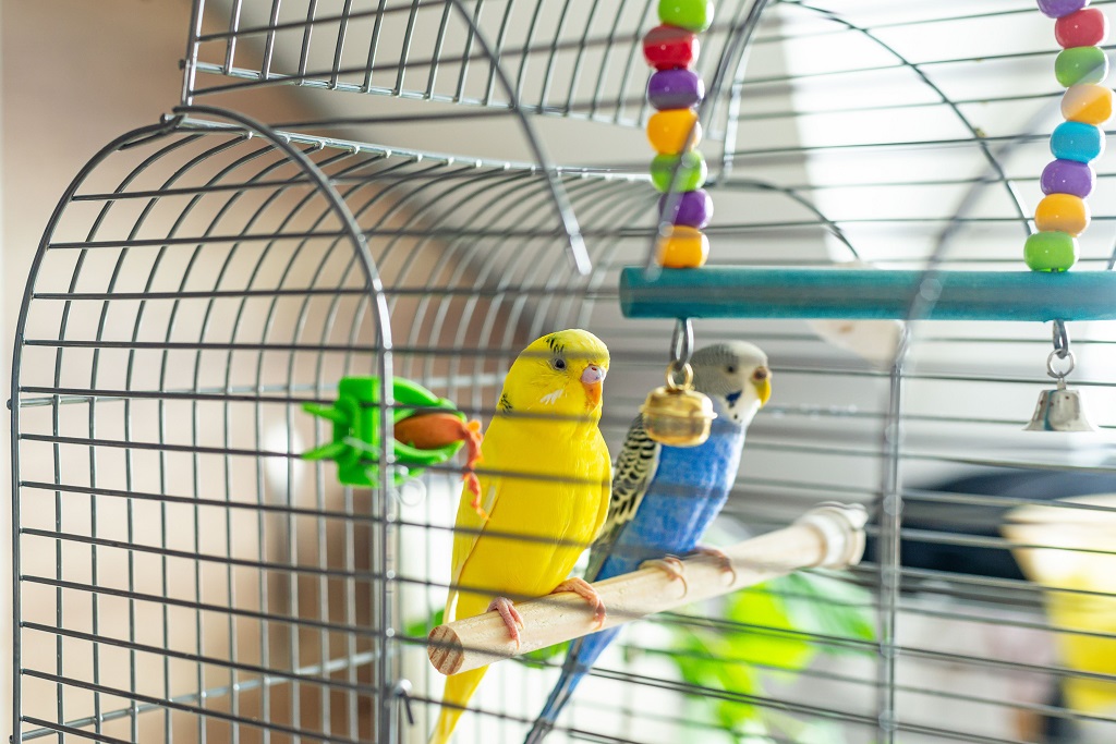 Bird Litter vs. Cage Liners