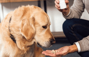 buy pet medicine online India