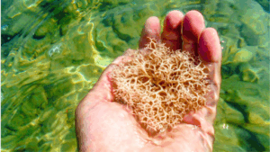 Herbal Vineyards Sea Moss