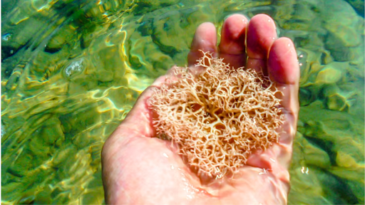 Herbal Vineyards Sea Moss