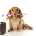Pets oral care