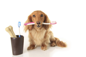 Pets oral care
