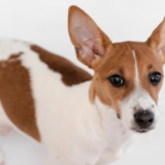 idiopathic head tremors in dogs