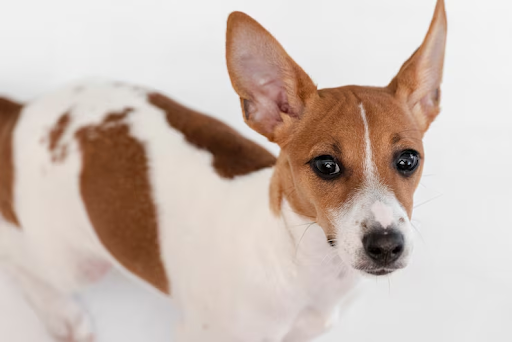 idiopathic head tremors in dogs