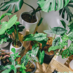 plants online Bangalore