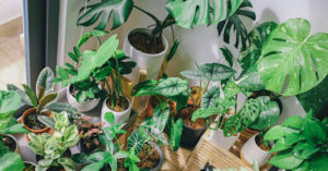 plants online Bangalore